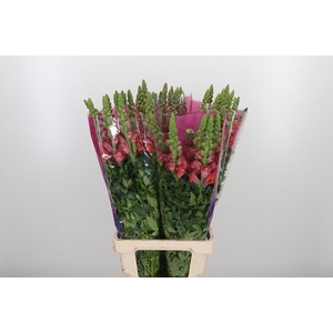 Antir Maryland Orang