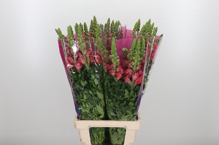 <h4>Antir Maryland Orang</h4>