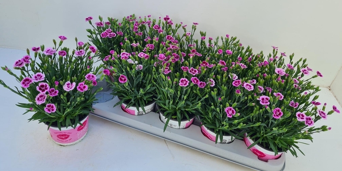 <h4>DIAN DI PINK KISSES</h4>