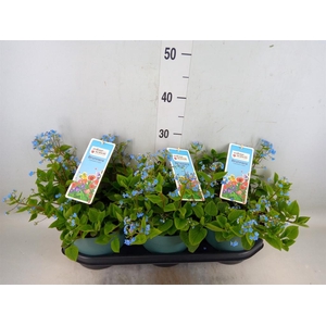 Brunnera macrophylla   ...