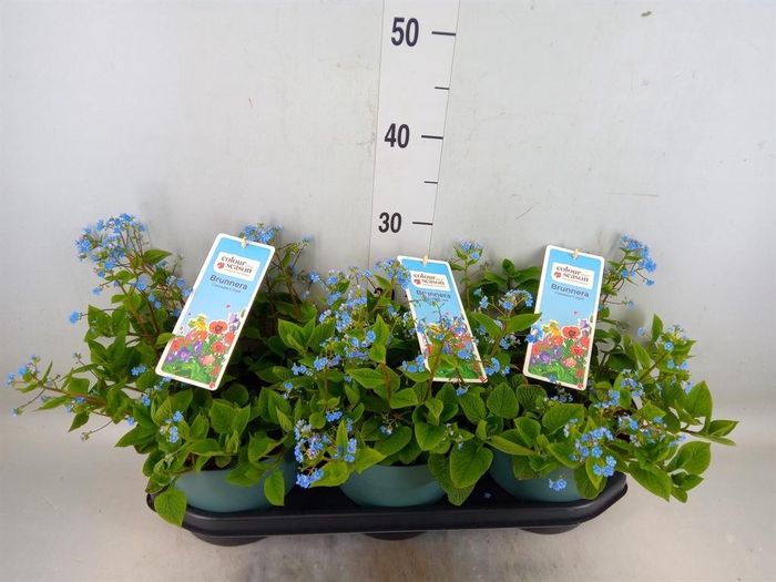 <h4>Brunnera macrophylla   ...</h4>