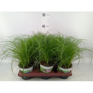 Cyperus alternifolius 'Zumula'