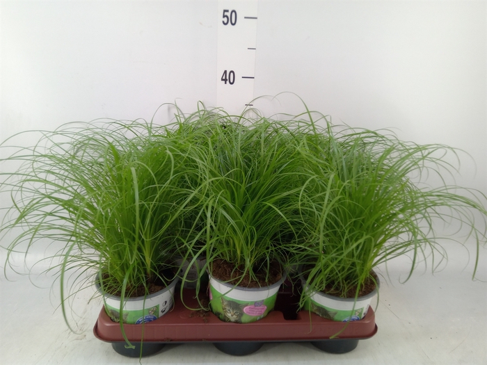 <h4>Cyperus alternifolius 'Zumula'</h4>