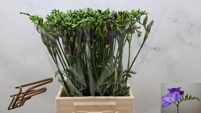 <h4>FR EN MERCURIUS</h4>