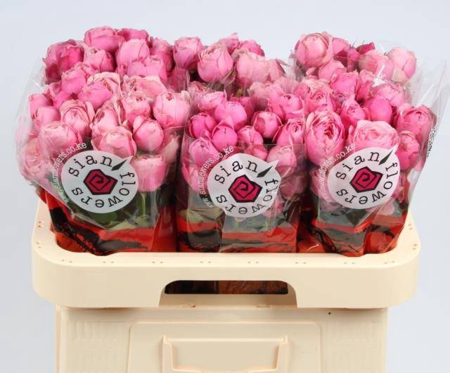 <h4>R TR SILVA PINK+</h4>