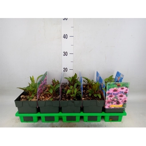 Echinacea purp. 'Magnus'