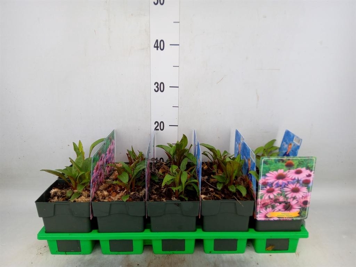 <h4>Echinacea purp. 'Magnus'</h4>