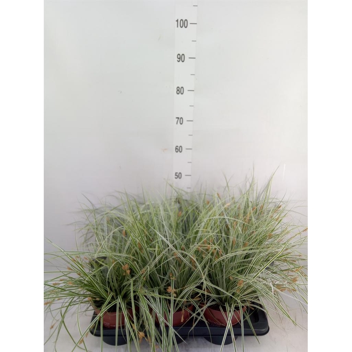 <h4>Carex oshimensis 'Everest'</h4>