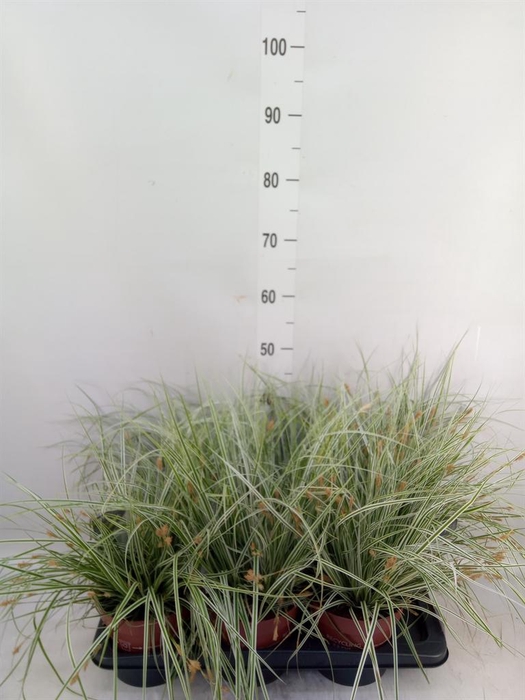 <h4>Carex oshimensis 'Everest'</h4>