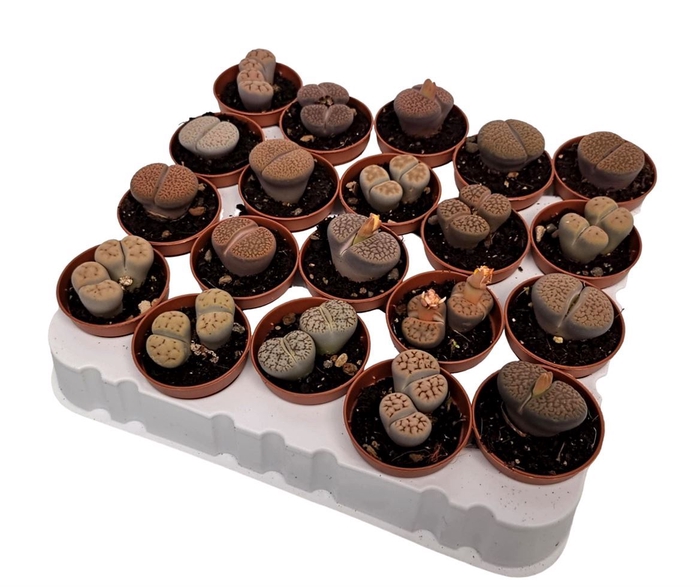 <h4>Lithops spp.</h4>