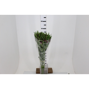 ALSTROEMERIA ONYX 080 CM