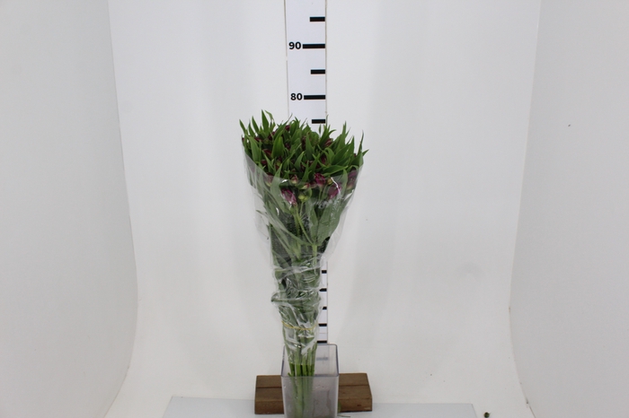 ALSTROEMERIA ONYX 080 CM
