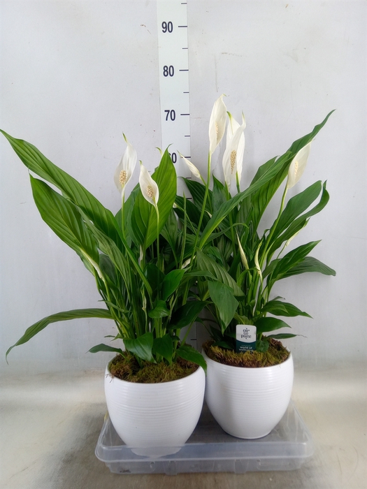 <h4>Spathiphyllum  'Bingo Cupido'</h4>