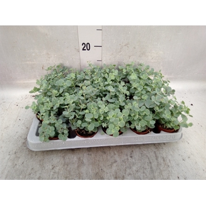 Sedum sieboldii