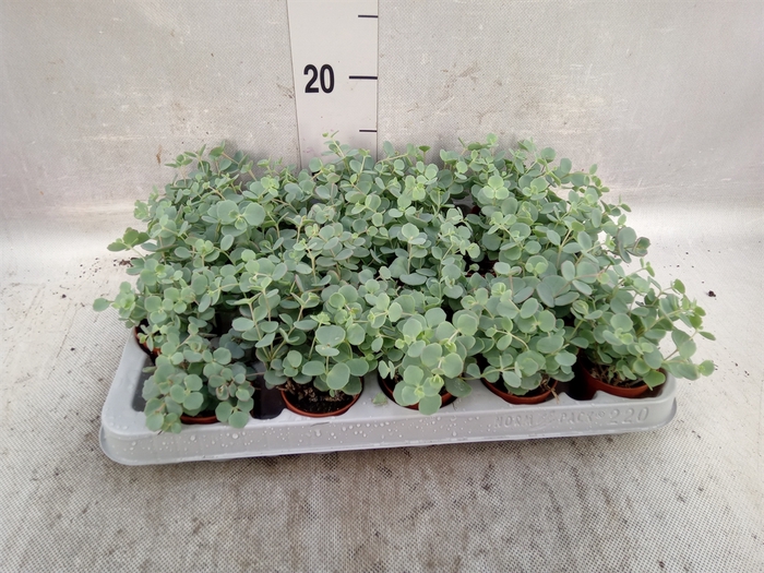 Sedum sieboldii