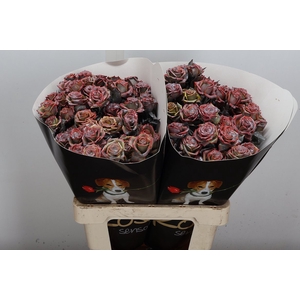Wax-Rozen Wax Wit  Zilver glitter