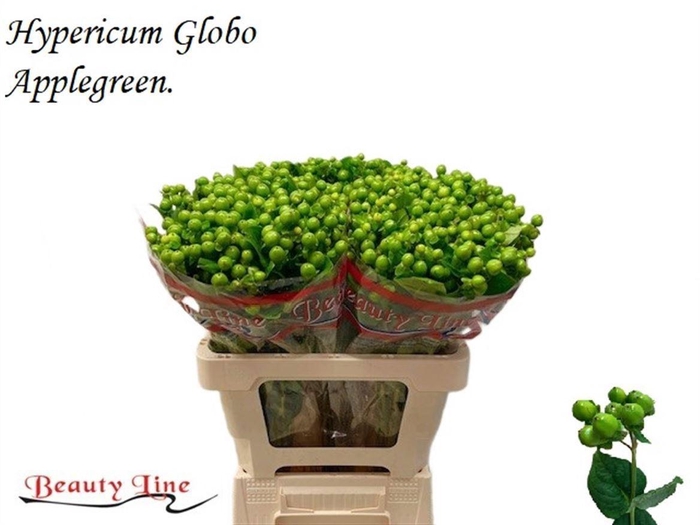 <h4>HYPER GLOBO APPLEGREEN</h4>