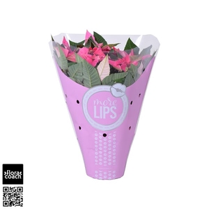 MoreLIPS® Euphorbia Princettia 'Pink'