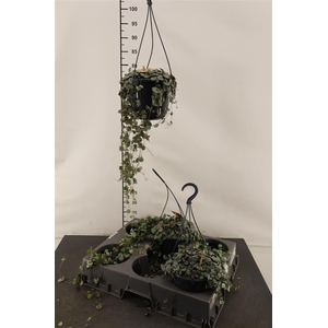 Ceropegia 15 Cm. H. P. Woodii Sup