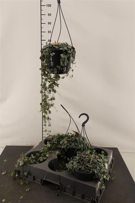 <h4>Ceropegia 15 Cm. H. P. Woodii Sup</h4>