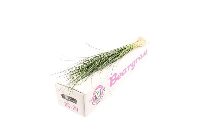 <h4>GR 'BEARGRASS' ./BOS</h4>