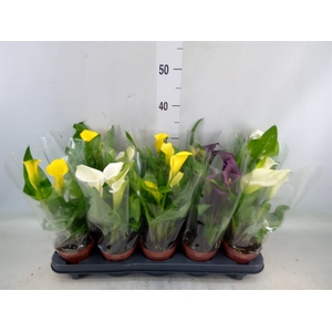 Zantedeschia   ...mix