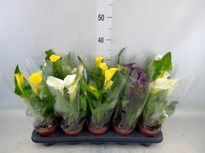 <h4>Zantedeschia   ...mix</h4>