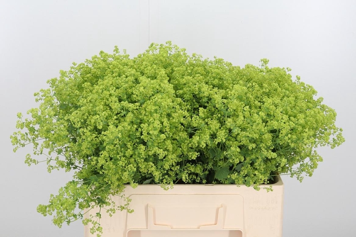 <h4>Alchimella Robusta</h4>