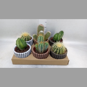 Cactus   ...