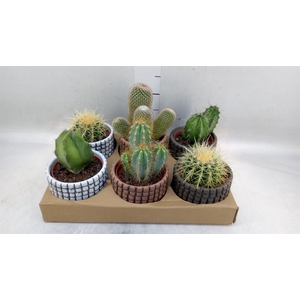 Cactus   ...