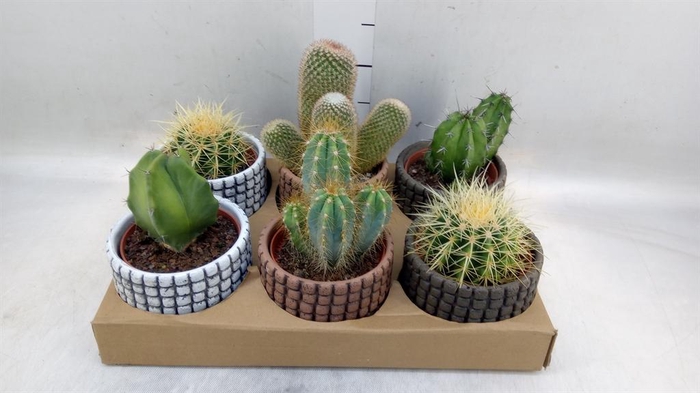 <h4>Cactus   ...</h4>