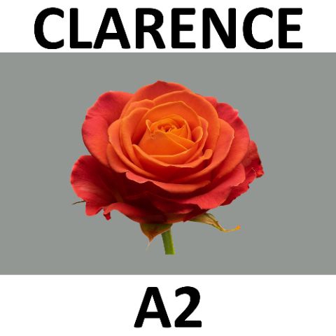<h4>R Gr Clarence Berg A2</h4>