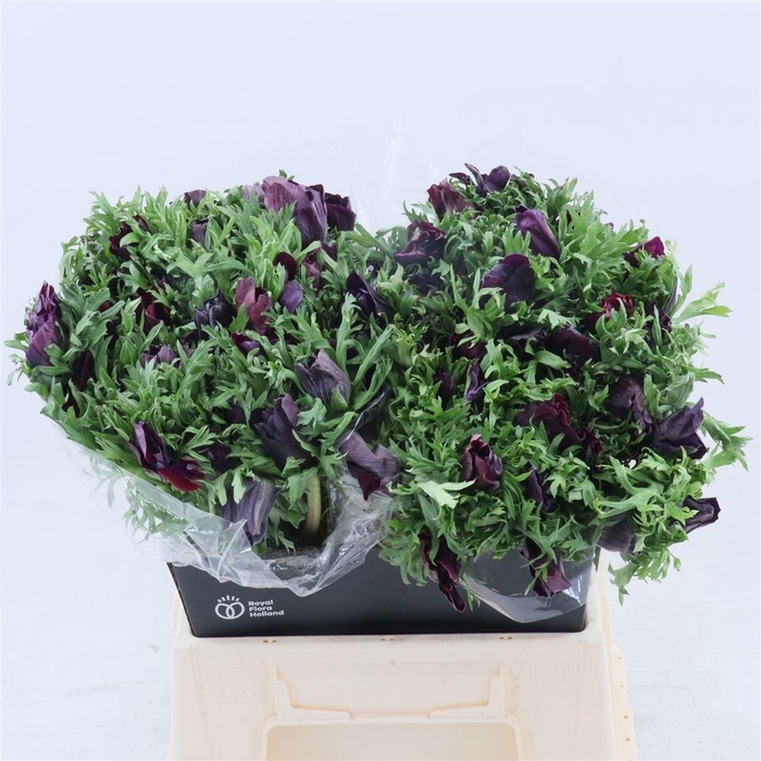 <h4>Anem Co Galil Bordea</h4>