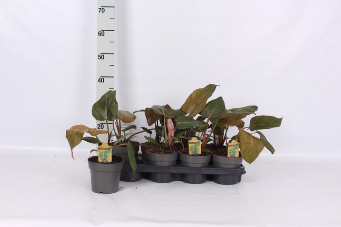 <h4>PHIL OVERIG</h4>