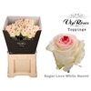 R GR SUGAR LOVE WHITE NAOMI