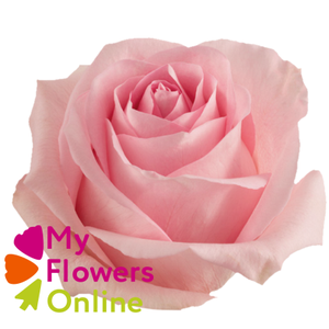 R Gr Luciano Pink 50cm EC