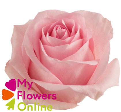 R Gr Luciano Pink 50cm EC