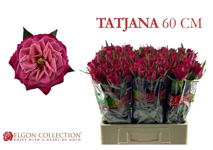 <h4>R GR TATJANA</h4>