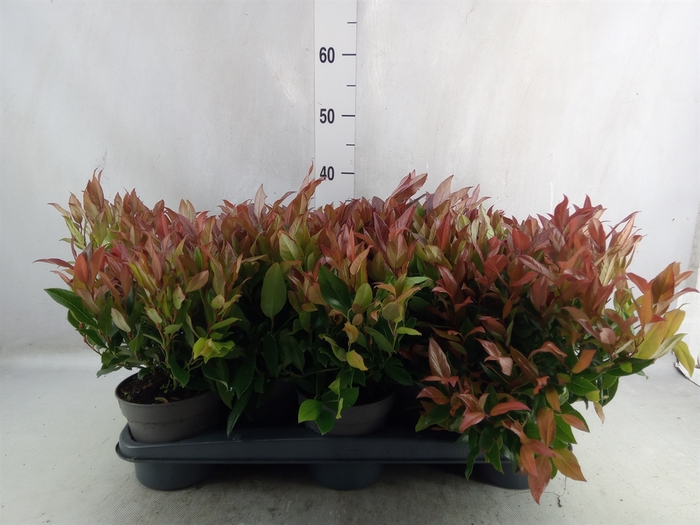 <h4>Leucothoe axillaris 'Zeblid'</h4>