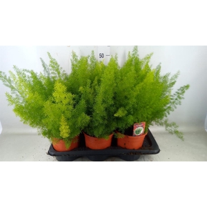 Asparagus dens. 'Meyers'