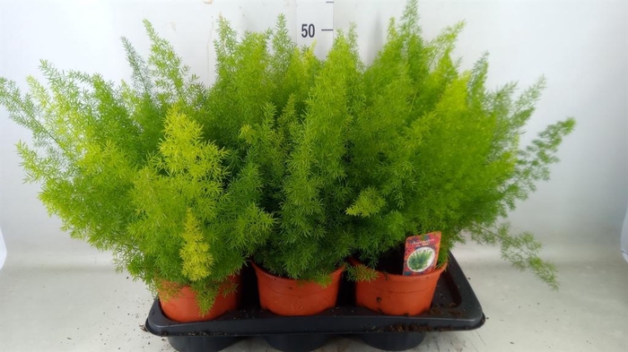 <h4>Asparagus dens. 'Meyers'</h4>