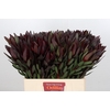 Leucadendron Saf Sunset Dark R.