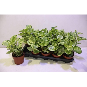 arr8 Pep Obt Variegata