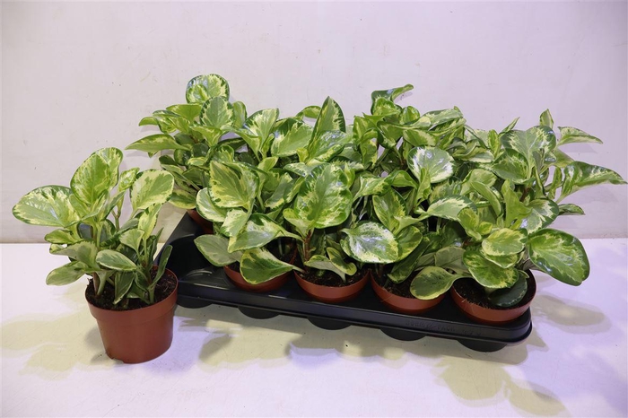 <h4>arr8 Pep Obt Variegata</h4>