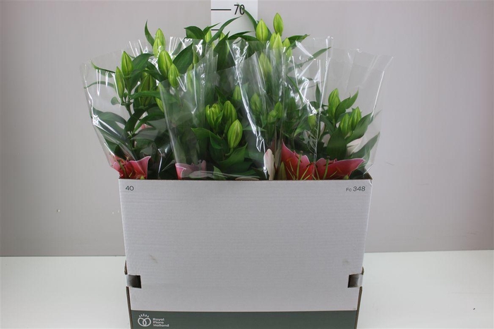 <h4>Lil Or Sunny Camino 3pp Pink</h4>