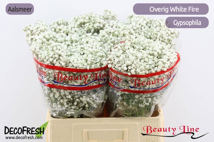 <h4>GYPS PANICULATA OV</h4>