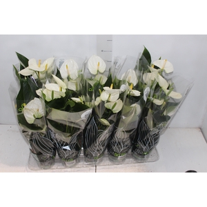 ANTHURIUM SUCCESS WHITE P12 BRANCO