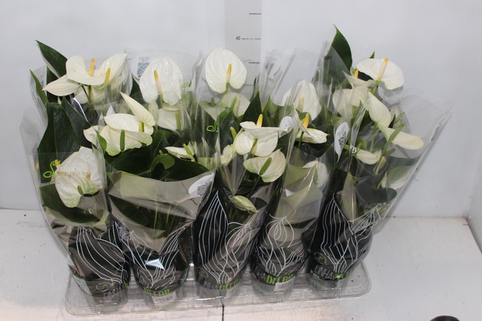 <h4>ANTHURIUM SUCCESS WHITE P12 BRANCO</h4>