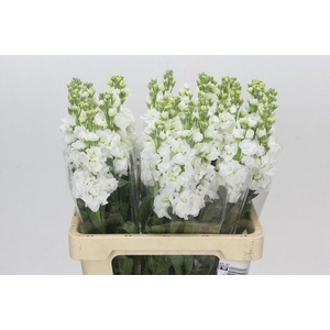 MATTH IRON WHITE