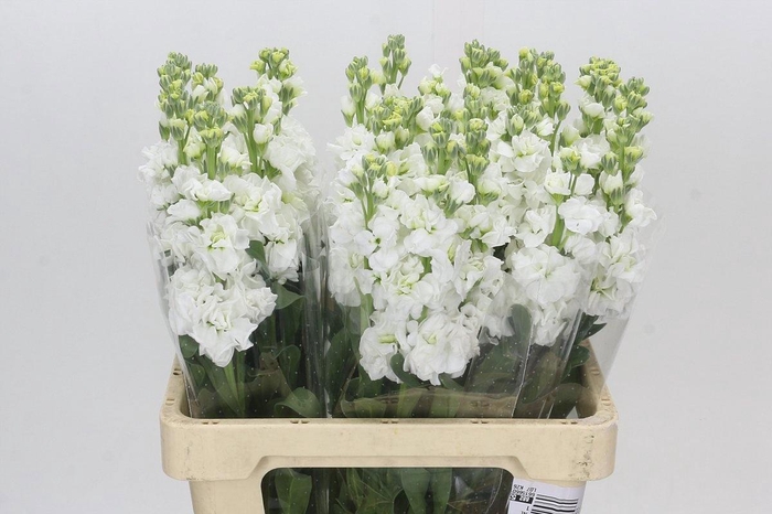 <h4>MATTH IRON WHITE</h4>
